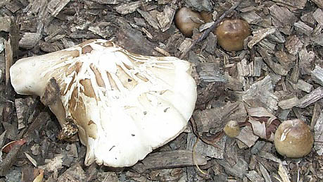 Pluteus cervinus