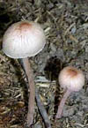 Panaeolus