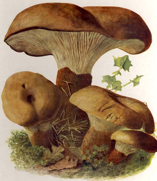 Paxillus atrotomentosus