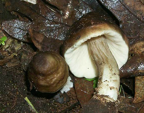 Pluteus cervinus