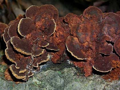 Phellinus gilvus