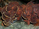 Phellinus gilvus