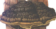Phellinus rimosus