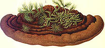 Phellinus pini
