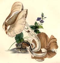 Agrocybe