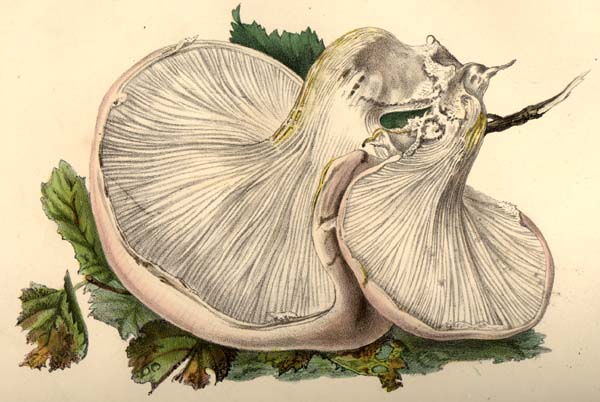 Pleurotus dryinus