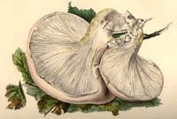 Pleurotus dryinus