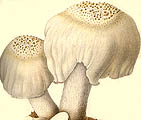 Pluteus petasatus