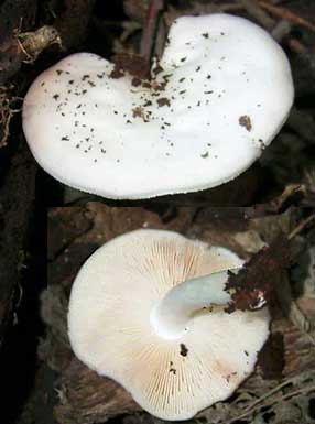 Pluteus tomentosulus