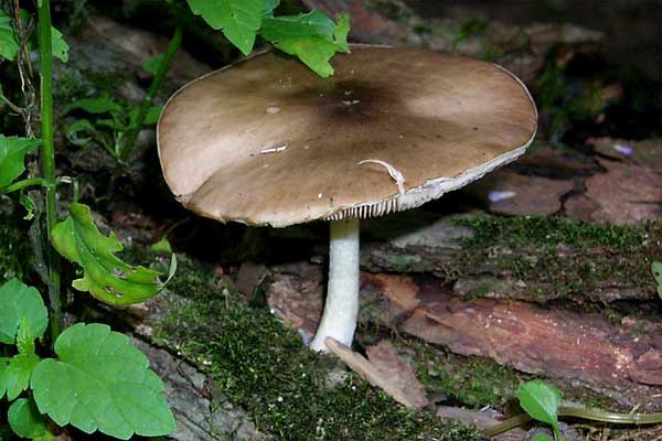 Pluteus cervinus