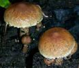 Pholiota albocrenulata