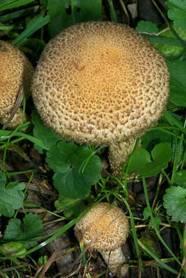 Psathyrella velutina