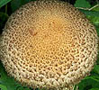 Psathyrella velutina