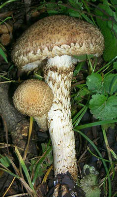 Psathyrella velutina