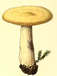 Russula claroflava