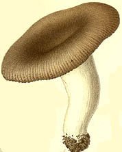 Russula amoenolens