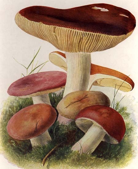 Russula alutacea