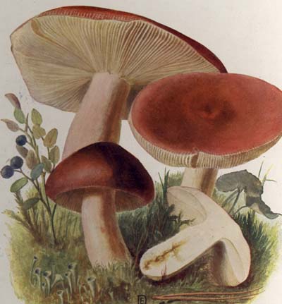 Russula sanguinea