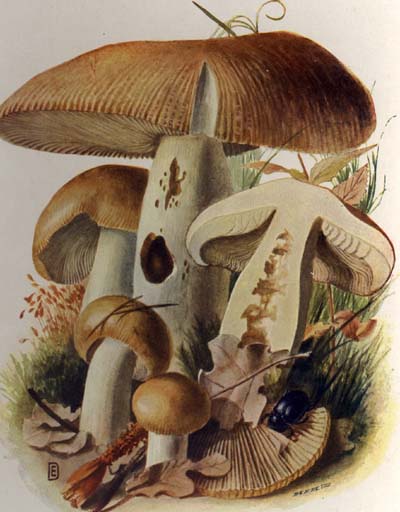 Russula foetentula