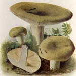 Russula aeruginea