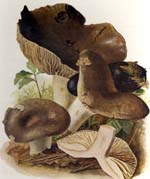 Russula densifolia