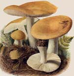 Russula ochroleucoides