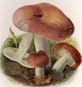 Russula