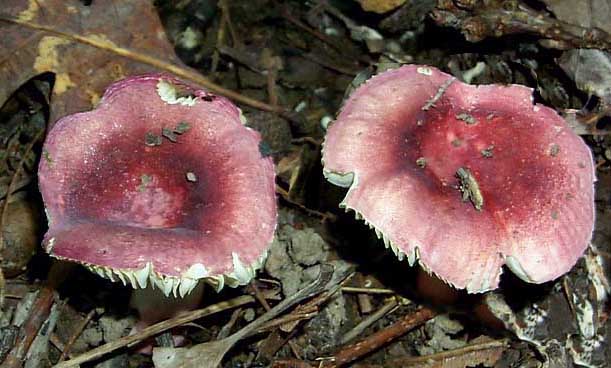 Russula mariae