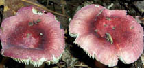 Russula mariae