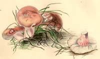 Russula rosacea