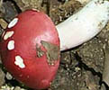 Russula silvicola