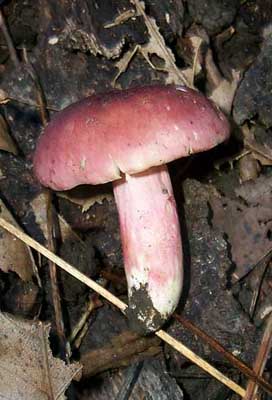 Russula xerampelina