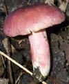 Russula xerampelina