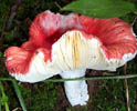 Russula rugosulopuncta var. CH1