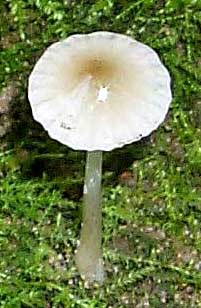 Hygrocybe