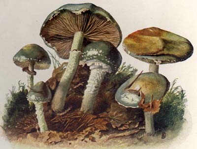 Stropharia