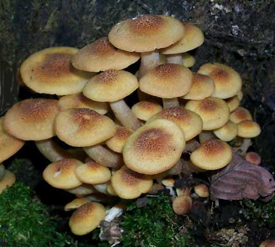 Armillaria tabescens