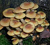 Armillaria tabescens