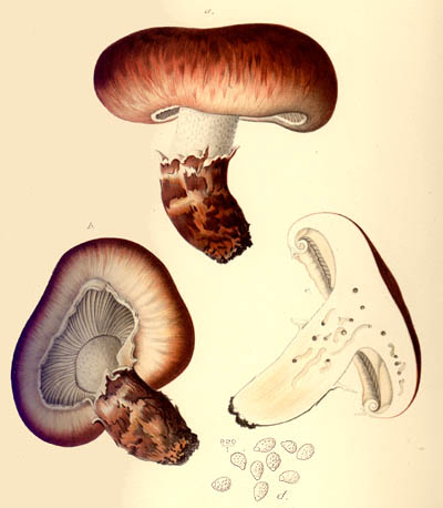 Tricholoma caligatum