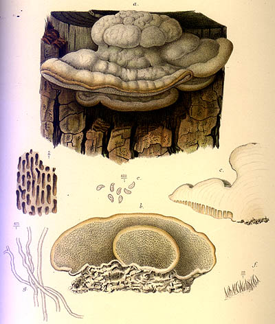 Trametes elegans
