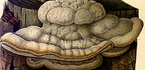 Trametes elegans