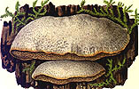 Trametes suaveolens