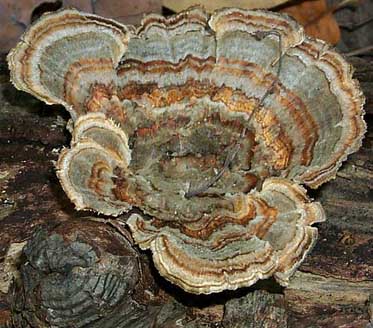 Trametes versicolor