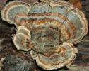 Trametes versicolor