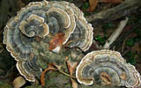 Trametes versicolor