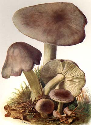 Tricholoma