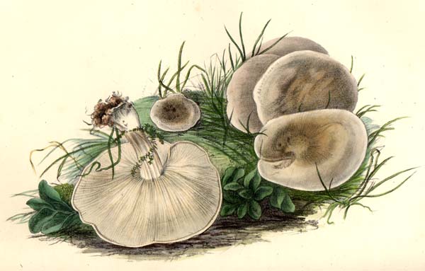 Tricholoma