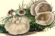 Tricholoma