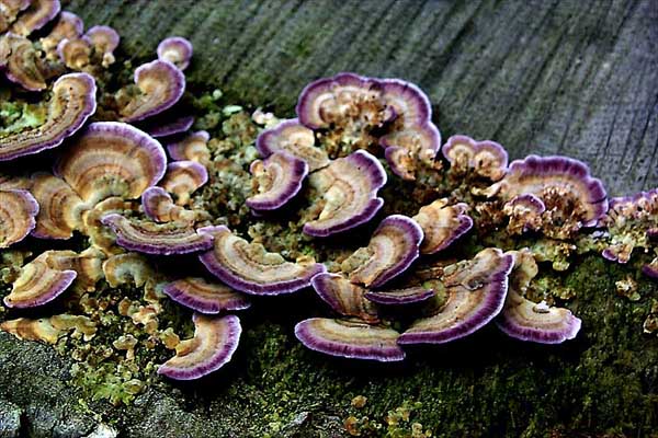 Trichaptum biforme