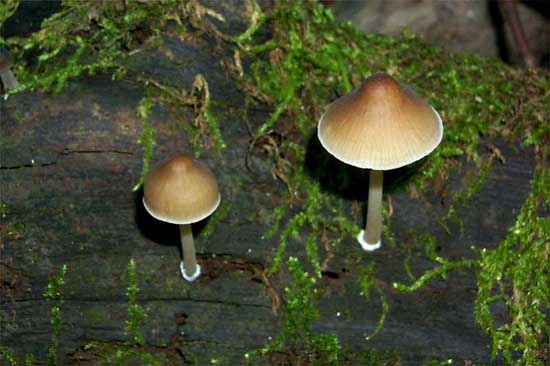 Mycena inclinata